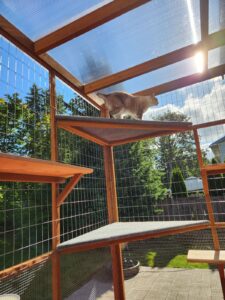 Mena, a highlander lynx, is on the top shelf of the catio. The background is blue skies and green trees.