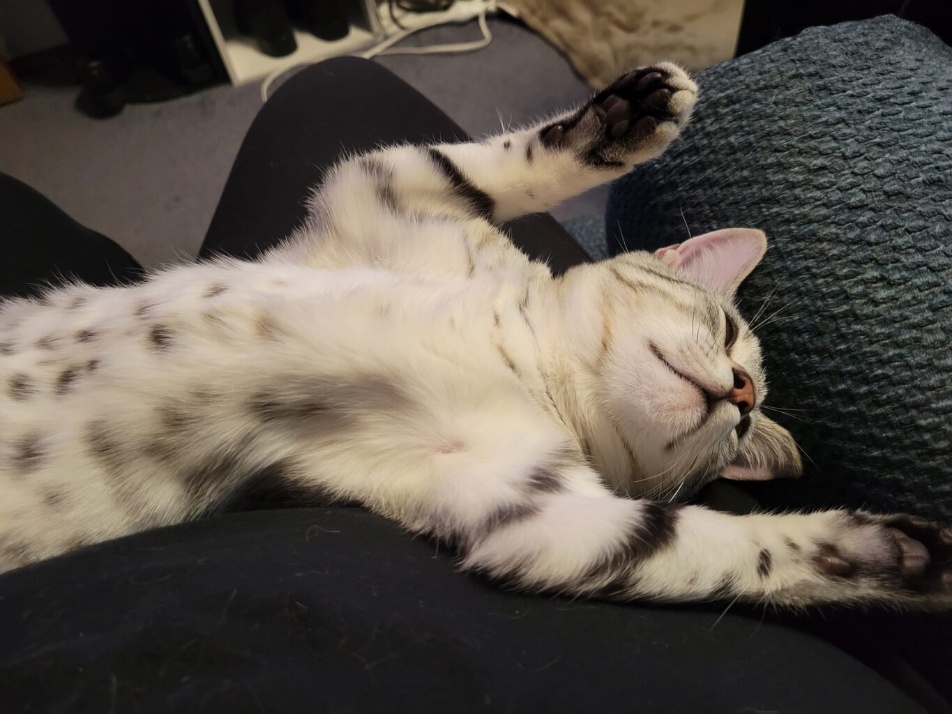 Mimir sleeps on his back, arms raised above his head, spotted belly on display.