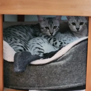 Mimir and Freya cuddle in a cat bed under a side table. They both look at the camera with interest.