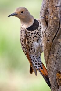 Northern Flicker By Nature's Pic's (www.naturespicsonline.com), Attribution, https://commons.wikimedia.org/w/index.php?curid=989189